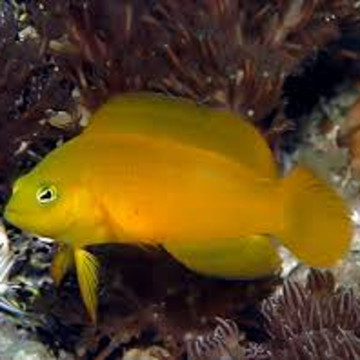 Pseudochromis aureus - Fuscus : 6-7 cm